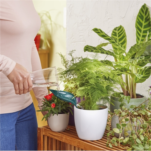 Lot de 2 feuilles arrose-plantes