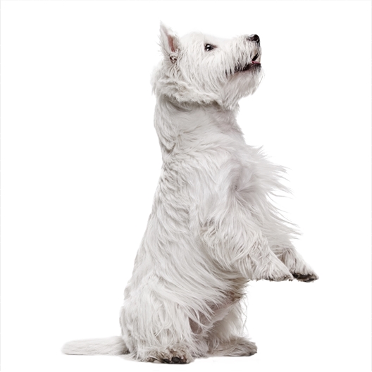 Pot de fleurs Westie ou Teckel