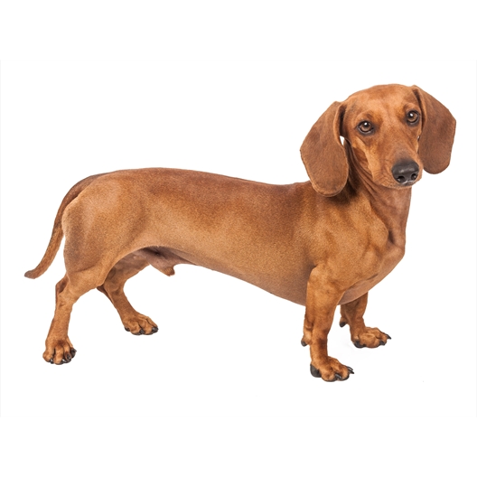 Pot de fleurs Westie ou Teckel