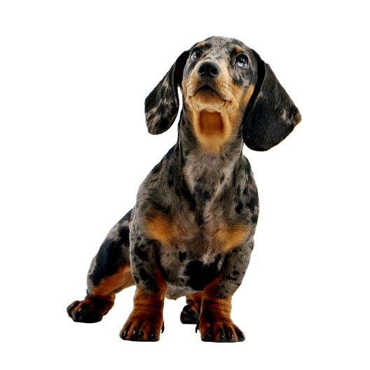 Puzzle 3D chien Teckel