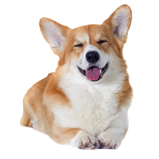 Puzzle 3D chien de compagnie Corgi