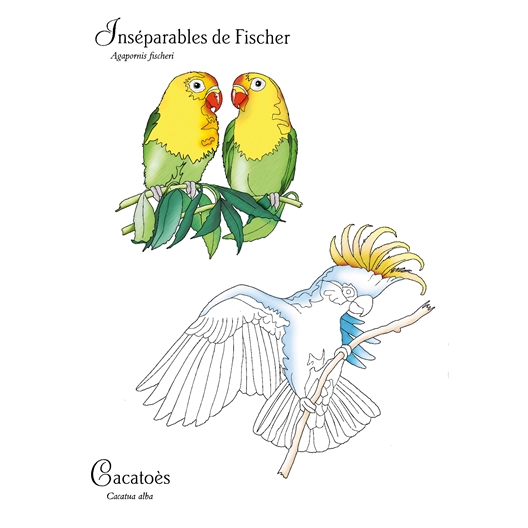 Oiseaux du monde à colorier