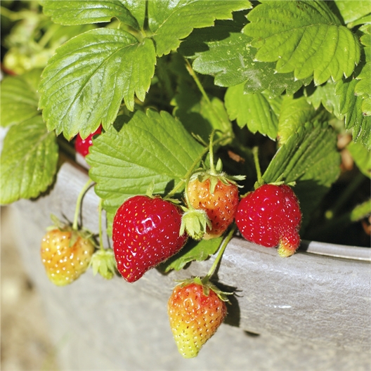 Mini serres fraisiers ou fleurs comestibles