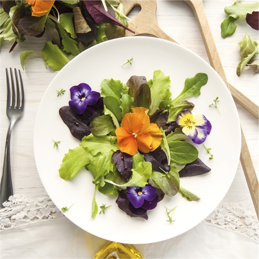 Mini serres fraisiers ou fleurs comestibles