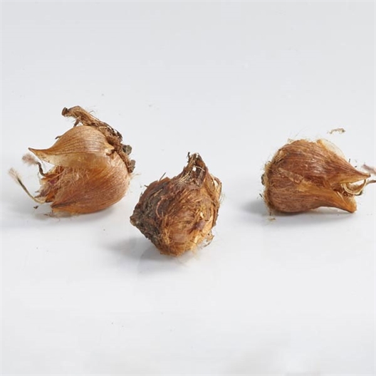 Pot Semis Trèfles à 4 feuilles