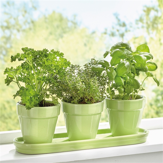 Set de 3 plantes aromatiques en pot