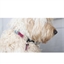Kit crochet collier pour chat ou chien