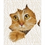 Kit broderie diamant Coup d'oeil du chat