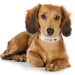 Collier pour chien à broder Taille S