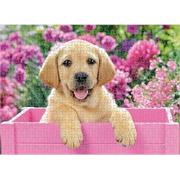Puzzle 300 pièces Labrador