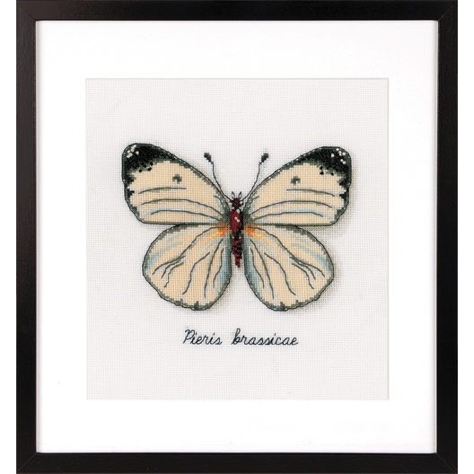 Kit point compté Papillon blanc