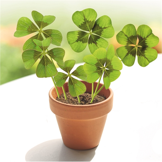 Pot Semis Trèfles à 4 feuilles