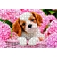 Puzzle 500 pièces Chiot
