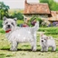Kit carte broderie diamant crystal Westies