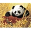 Peinture par numéros Panda