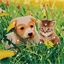 Kit tableau broderie diamant Chiot/chaton dans la prairie