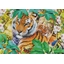 Puzzle 1500 pièces Dans l'ombre du tigre