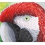 Kit carte broderie diamant Perroquet rouge
