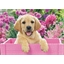 Puzzle 300 pièces Labrador